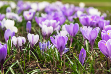 Blooming crocuses on a spring day. Selective focus.