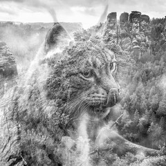 Lynx in Elbsandsteingebirge - overlay