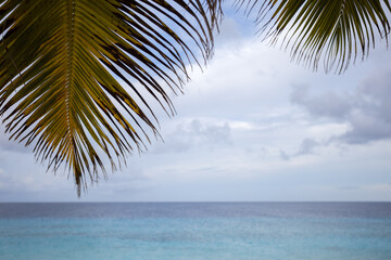 Fototapeta na wymiar View to the beach through palm leaves. Morning sea.