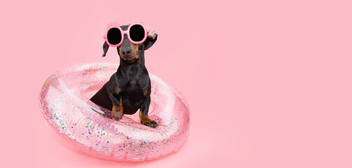 Portrait summer puppy dog inside a pink inflatable wearing pineapple sunglasses. Isolated on coral...