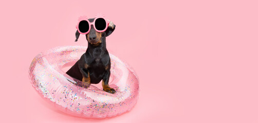 Portrait summer puppy dog inside a pink inflatable wearing pineapple sunglasses. Isolated on coral background