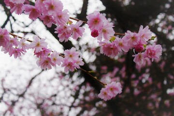 pink cherry blossom in spring