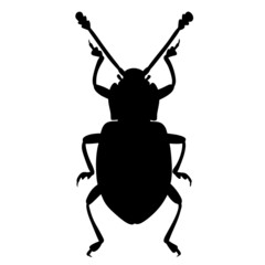 Black illustration of a tropical beetle. The insect is a pest of forests and gardens. Drawing for tattoo