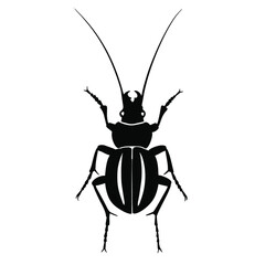 Black illustration of a tropical beetle. The insect is a pest of forests and gardens. Drawing for tattoo