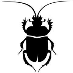 Black illustration of a tropical beetle. The insect is a pest of forests and gardens. Drawing for tattoo