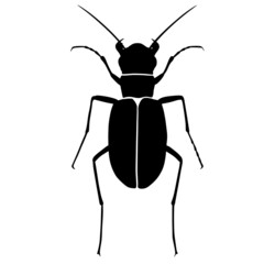 Black illustration of a tropical beetle. The insect is a pest of forests and gardens. Drawing for tattoo