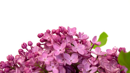 Spring flower, twig purple lilac. Syringa vulgaris. Close up of lilac flowers isolated on white background