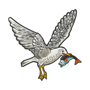 recommend clip art: Seagull cormorant with fish in its beak color sketch engraving vector illustration. T-shirt apparel print design. Scratch board imitation. Black and white hand drawn image.
