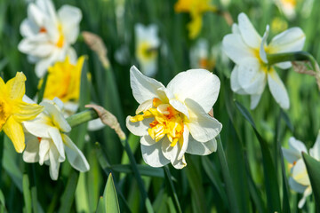 Beautiful white and yellow blooming narcissus in the park on a flower bed close-up	