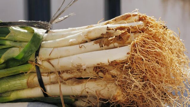 Traditional Spanish catalan onion calcots, spring green barbecue.