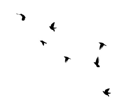 A flock of flying birds. Free birds. Flying seagulls. Vector illustration