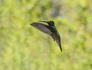 Rivoli's Hummingbird (Eugenes fulgens) in Flight