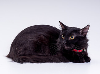 A black short legged fluffy munchkin cat in a red collar lies in the studio looking away