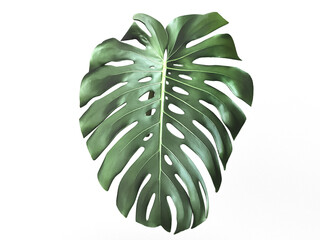 Monstera green color leaf plant botany tree palm natural flora foliage freshness forest environment modern abstract retro vintage white isolate background home interior spring season