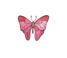 Butterfly, watercolor pink butterfly isolated on white background
