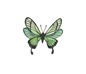 Butterfly, watercolor green butterfly isolated on white background