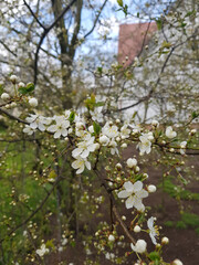 Title: Cherry blossom in the spring. White cherry petals in green background. Dew drops on petals.
