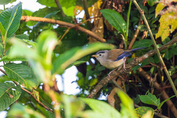 Blue-winged minla (Actinodura cyanouroptera), also known as the blue-winged siva
