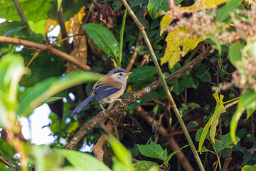 Blue-winged minla (Actinodura cyanouroptera), also known as the blue-winged siva