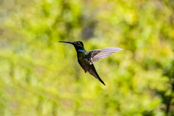 Fototapeta na wymiar Rivoli's Hummingbird (Eugenes fulgens) in Flight