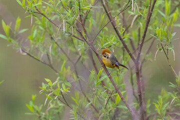 Bar-throated minla or chestnut-tailed minla (Actinodura strigula), or even bar-throated siva at Lepcha Jagat, Darjeeling, India