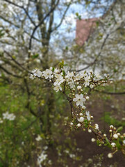 Title: Cherry blossom in the spring. White cherry petals in green background. Dew drops on petals.