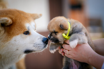 Akita inu big Dog sniffing his puppy.