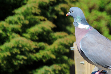 pigeon in the park