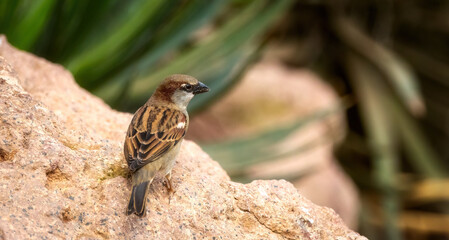 a house sparrow is resting