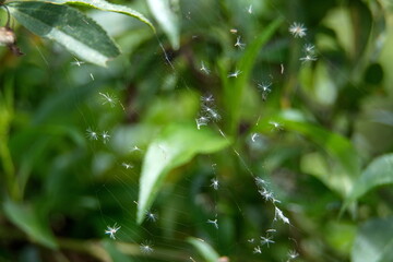 Dandelion fluff in a spider web in a field in Cotacachi, Ecuador
