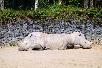 Obraz premium Rhinos in a zoo