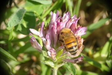 Honey bee on pink clover in a field in Cotacachi, Ecuador