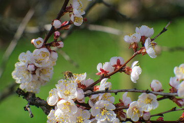 Blooming spring garden. Flowering twig on a background of green grass.