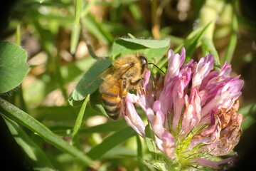 Honey bee on pink clover in a field in Cotacachi, Ecuador - Powered by Adobe