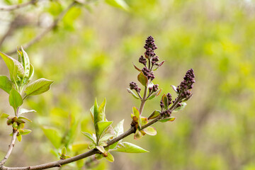 Branches of young lilac in a spring park closeup