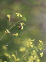 Drobne polne żółte kwiaty z pszczołą © neskama