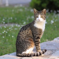 Piękny kot siedzi na ścieżce na tle trawnika ze stokrotkami w parku