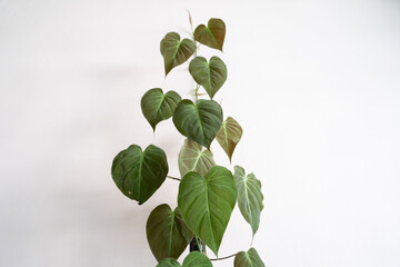 Philodendron Micans grows by climbing up an isolated white wall.. © JCM