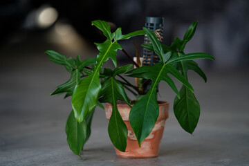 Philodendron Florida Ghost plant with terracotta pot on islated concrete background. .