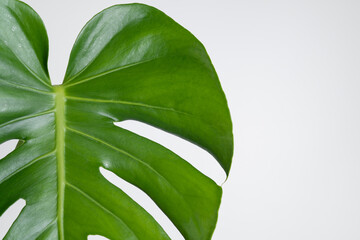 Monstera Deliciosa leaf close up with isolated white background. Juvenile plant. Monstera Borsigiana