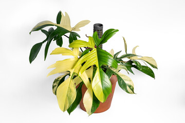 Philodendron Florida Beauty variegated plant with terracotta pot on isolated white background. Rare luxury variegated plant. © JCM