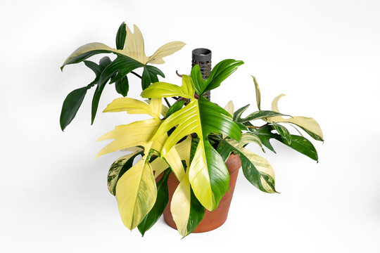 Philodendron Florida Beauty variegated plant with terracotta pot on isolated white background. Rare luxury variegated plant.