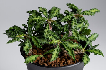 Euphorbia Decaryi plant close up in black plastic pot with isolated white background