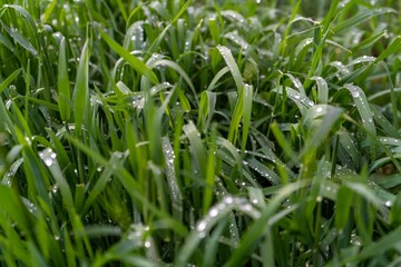 green grass after rain background
