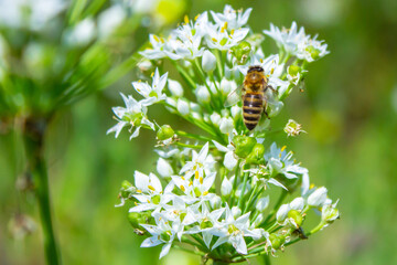 Honey bee apis mellifera on white flower while collecting pollen on green blurred background close up macro.