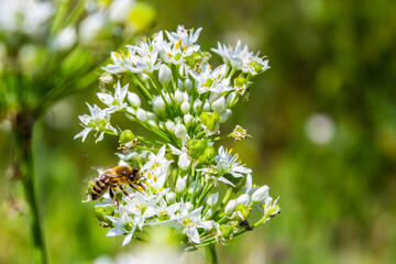 Honey bee apis mellifera on white flower while collecting pollen on green blurred background close up macro.