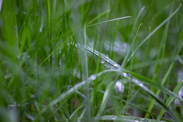 dew on grass