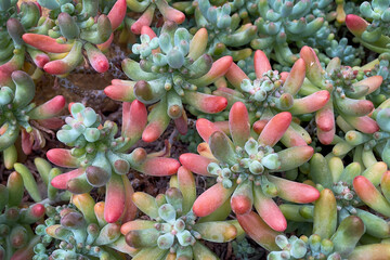 Obraz premium close up of cactus
