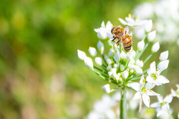 Honey bee apis mellifera on white flower while collecting pollen on green blurred background close up macro.