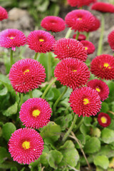 Pâquerette bellis perennis   © hcast